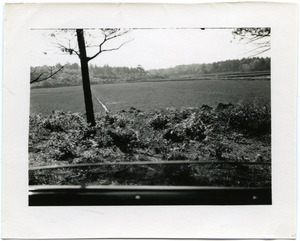 Duxbury Cranberry Company: unidentified bog