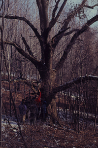 Large, open-grown white ash (Fraxinus americana) on northern edge of Hopkins hay meadow.