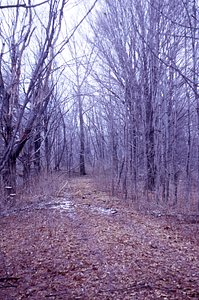Old drive to Hopkins' Mansion from NW Hill Rd.