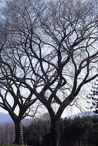 American elm (Ulmus americana) in lawn of Buxton Farm Manager's house, 336 Bulkley Street.