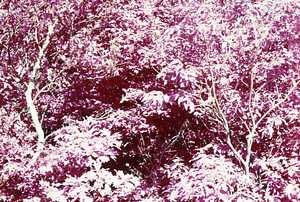False color IR image of paper birch (Betula papyrifera) {left}, red oak (Quercus rubra) {center bottom}, and American chestnut (Castanea dentata) {right} at permanent plot 1204. False Color Infrared/True Color Project.