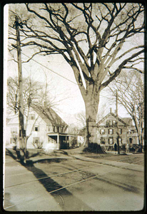 Rocky elm tree, Main Street, Saugus Center