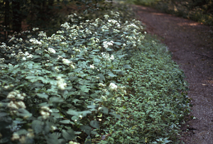 White snakeroot along side of Carriage Road Trail