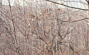Old apple tree in Moon orchard of the Moon Lot - Primmer Farm.