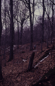Norma Reiners in old-age northern hardwoods in Beinecke Stand.