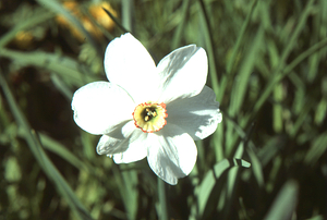 Pheasant-eye narcissus in Buxton Garden.