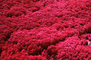 Aerial false-color IR image of Farm Forestry Unit (IBP Plot) and Ford Glen Brook from the southwest corner of Mason (Whitney) Farm.
