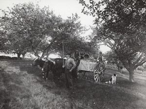 In Uncle Bill's orchards, York, Maine, October 1892