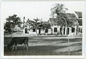 Cow grazing among abandoned buildings, Thái Bình