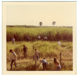 Brigade members in cane field