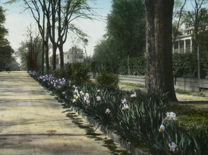 Iris used as under-planting along residential road