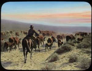 Cowboy driving cattle in dry western landscape