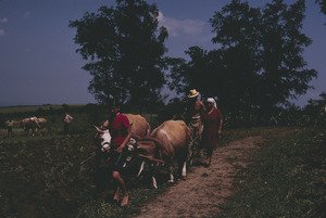 Cattle plow in Orašac