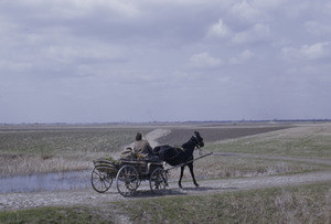Horse-drawn wagon in Vojvodina