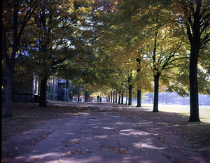 Tree-lined footpath adjacent to Old Chapel