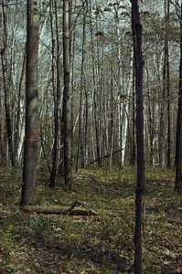 Red maple (Acer rubrum), and paper birch (Betula papyrifera) in Bovee Farm in the South Branch of Birch Brook Watershed, permanent plot 0910.
