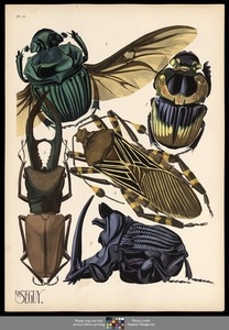 Insectes. Plate 15