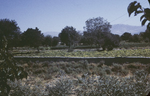 Stone wall between fields