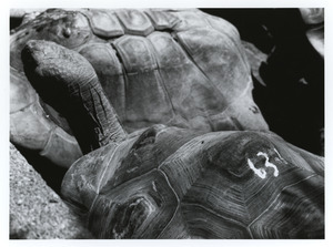 Giant Tortoise 63