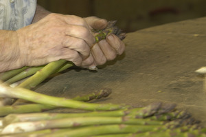 Hibbard Farm: close-up of a woman's hands while bunching asparagus