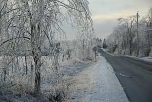 Tree and thick ice cover along the roadside
