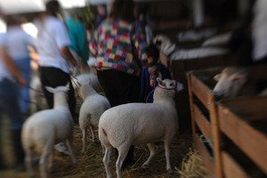 Franklin County Fair: Sheep in judging pens