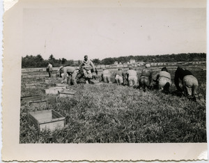 Duxbury Cranberry Company: German prisoners of war from Camp Edwards (Cape Cod) harvesting cranberries with hand scoops