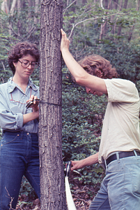 Peter Walford (Amherst College Class of 1978) and Laurie Frankel (Bennington College Class of 1977) measuring the diameter of a Red Oak (Quercus rubra) in their 1977 National Science Foundation - Undergraduate Research Participation study.