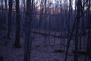 HMF Phenology #01 - 29 December 1971