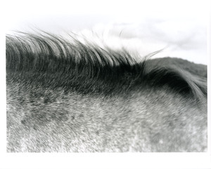 Closeup of mane and side
