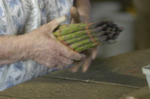 Hibbard Farm: close-up of a woman's hands while bunching asparagus