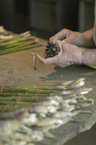 Hibbard Farm: close-up of a woman's hands while bunching asparagus