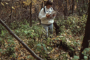 Carol Collier '93 Senior Thesis on Beinecke Stand. 4. Carol Collier examining slides previously taken in gap in permanent plot 1043.