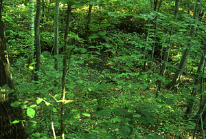 A Walk Along Debra Hall's Nature Trail: Stop 9. Ford Glen Brook visible downslope to the east.