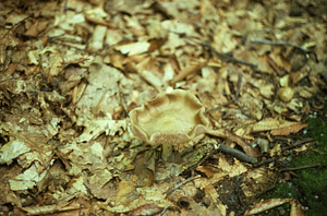 Unknown mushroom found in Moon Lot - Primmer Farm oak woods.