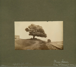 Old willows, Plum Island, Newburyport, Mass., 1882