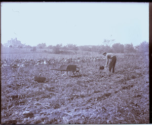 Man working in a field or garden, Milton, Mass.