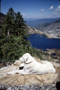 Maya dog atop cliff, with lake below, in Trinity Alps