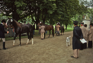 Lineup of horses