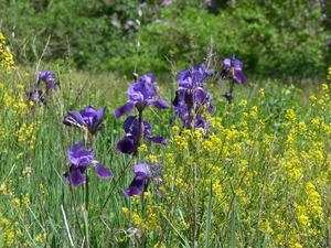 Purple pencil iris and goldenrod blooming in a field, Wellfleet Bay Wildlife Sanctuary