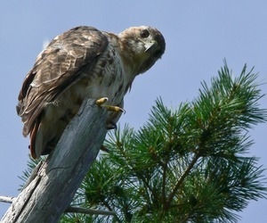 Red tailed hawk perched on a dead branch in front of a white pine, Wellfleet Bay Wildlife Sanctuary