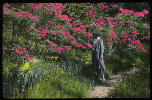 Woman admiring pink flowering shrub (rhododendron?)