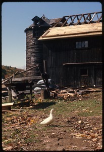 Barn at Montague Farm Commune, roof under repair, duck in foreground