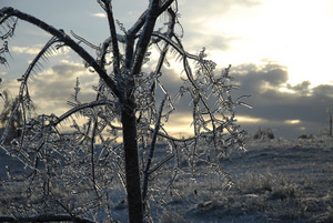 Ice-damaged tree at sunset