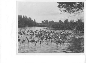 Cochran Bird Sanctuary Duck Pond