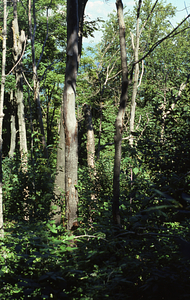 Color image of dead and live sugar maples (Acer saccharum) east of Jim Smith Hill following saddle-prominent caterpillar defoliation. False Color Infrared/True Color Project.