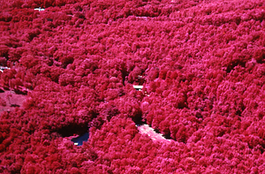 Aerial false-color IR image of Boys' Club Camp athletic field and dining hall. Carriage House seen in upper left.