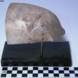 Cranial section with saber wound