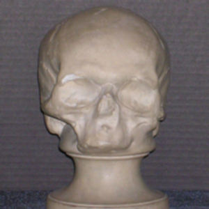 Phrenology cast of skull of Rene Descartes, 1805-1832