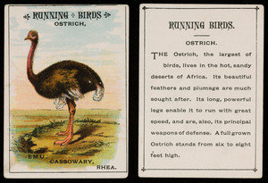 Running birds, ostrich, location unknown, undated
